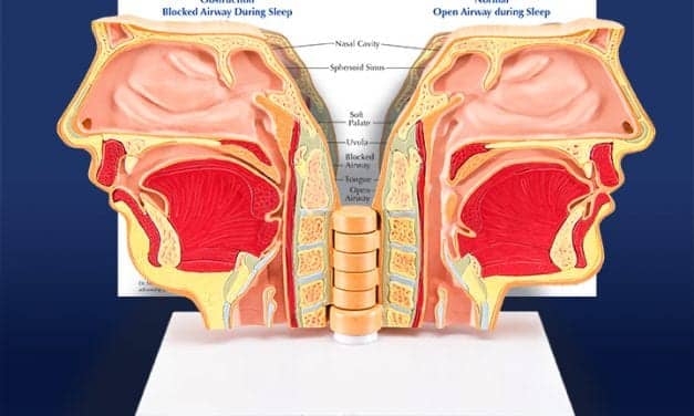 Breathing Anatomical Model