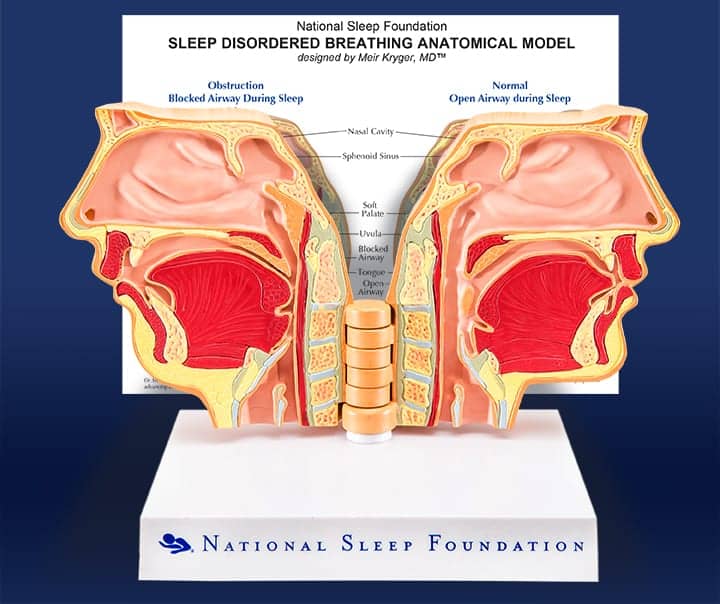 Breathing Anatomical Model