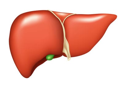 Nutrition Influences Metabolism Through Circadian Rhythms