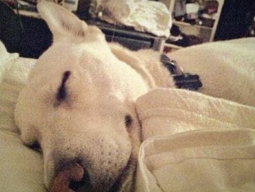 71% of Pet Owners Sleep with Pets in Bedroom