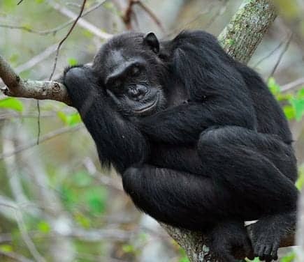 Chimpanzees Make Beds That Offer Them Best Night’s Sleep