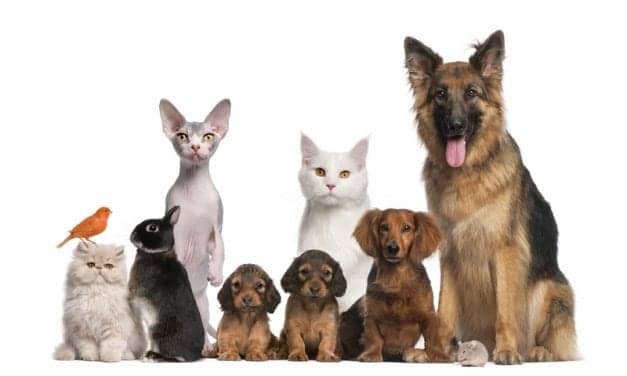 Increasing Number of Patients Report Pets Disturb Sleep