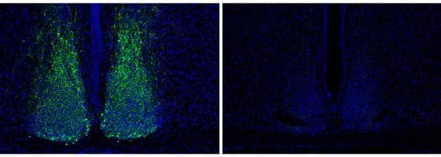Single Gene Controls Jet Lag