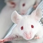 Sleep Triggered by Stress Can Help Mice Cope with Later Anxiety