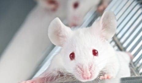 mouse model narcolepsy