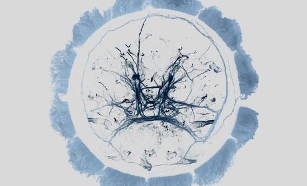 Evolutionary Link Found Between Sleep and Nightly Migration of Plankton