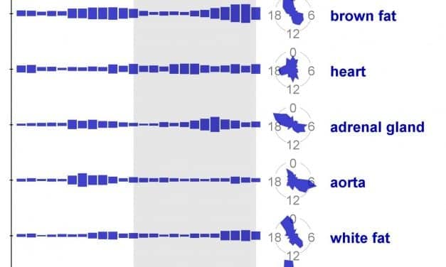 New Study Makes Strides in Chronotherapy, Details Gene Oscillations in Mammals