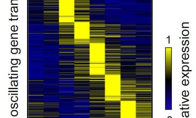 Penn Researchers Unwind Cellular Clock Mysteries