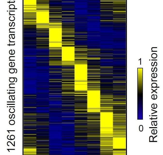 Penn Researchers Unwind Cellular Clock Mysteries