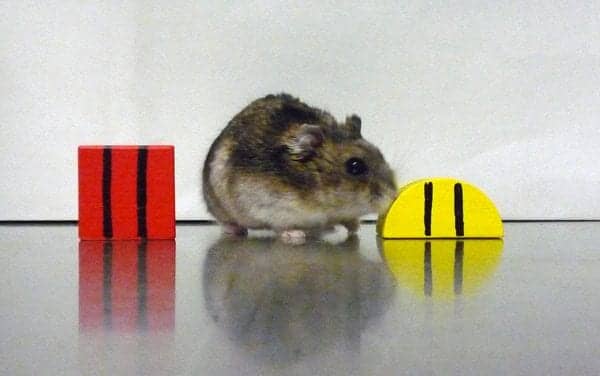 Stanford Biologists Explore Link Between Memory Deficit, Misfiring Circadian Clock