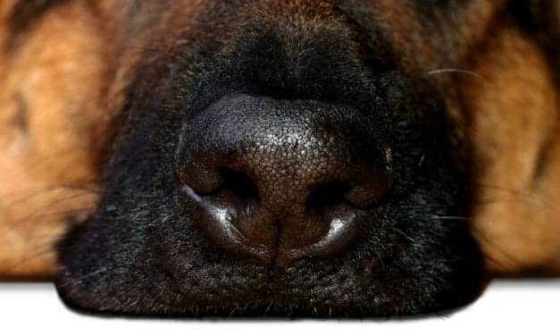 Sniffing Out Narcolepsy in the Future?
