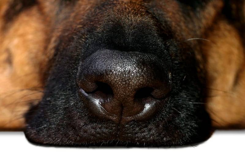 Sniffing Out Narcolepsy in the Future?