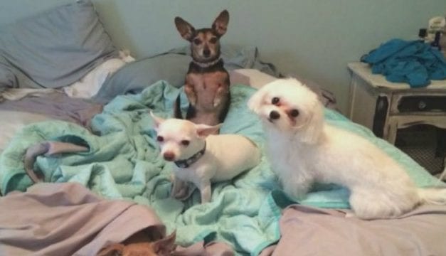 Can Cuddling with Pets Impact Your Sleep?