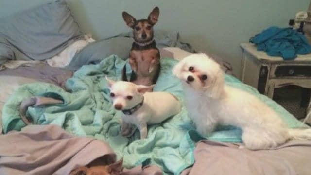 Can Cuddling with Pets Impact Your Sleep?