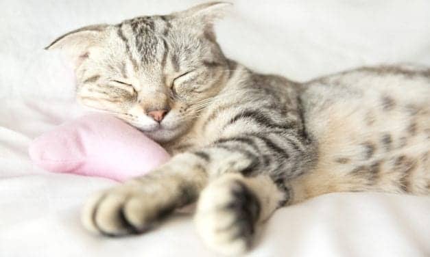 Lots of Sleep Is the Real Cat’s Meow