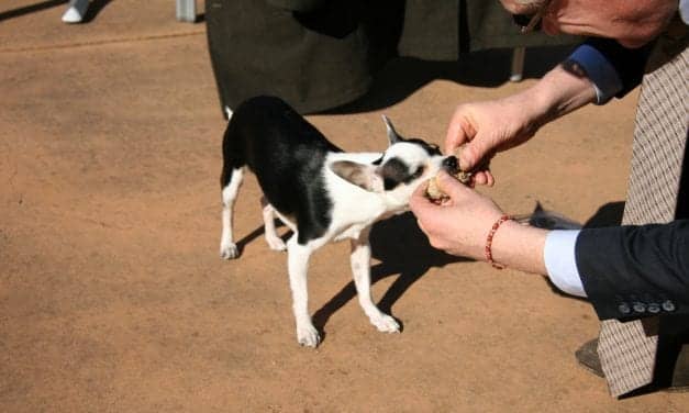 Sleep Center Director Adopts Narcoleptic Companion