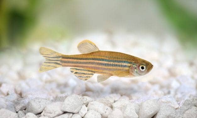 Zebrafish Study Finds Naturally Occurring Melatonin May Trigger Sleep