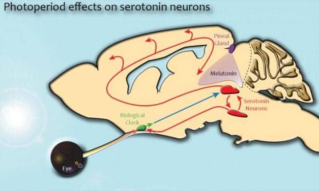 Brain Region Responsible for SAD Identified