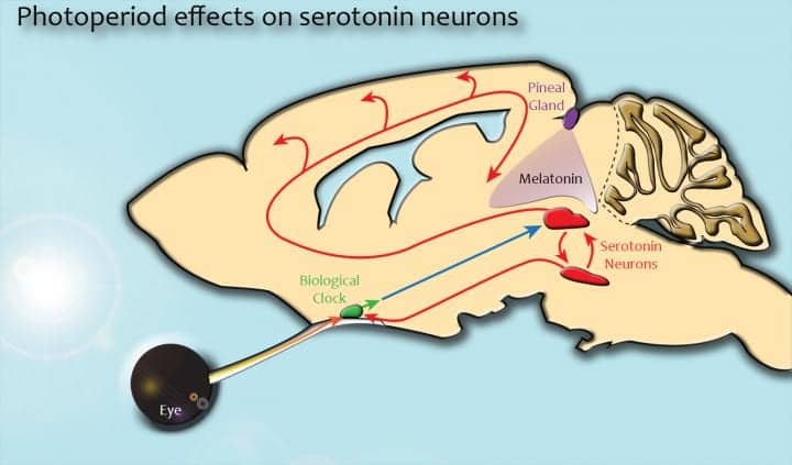 Brain Region Responsible for SAD Identified