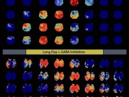 Researchers Discover Key Mechanism Underlying How Animals Keep Track of Seasons