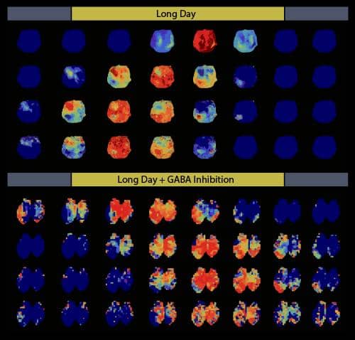 Researchers Discover Key Mechanism Underlying How Animals Keep Track of Seasons