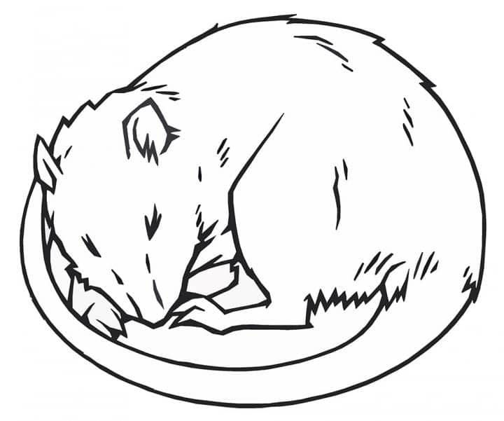Rats “Dream” Paths to Brighter Future