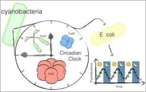 circadianrhythm