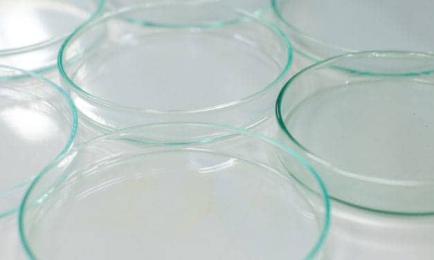 In Petri Dish, Scientists Control Sleep in Tiny Group of Brain Cells