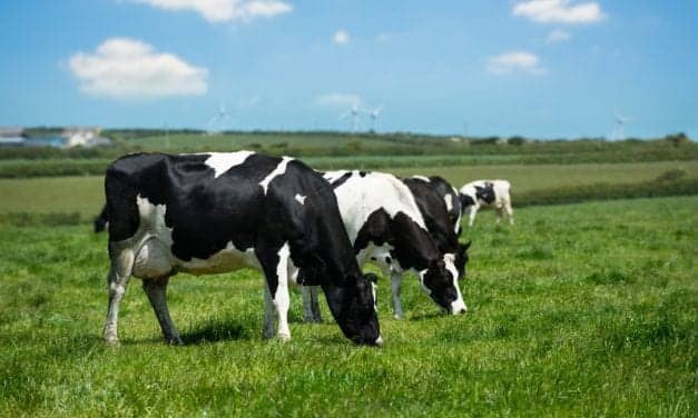 German Company Finds Success in Selling “Night Milk”