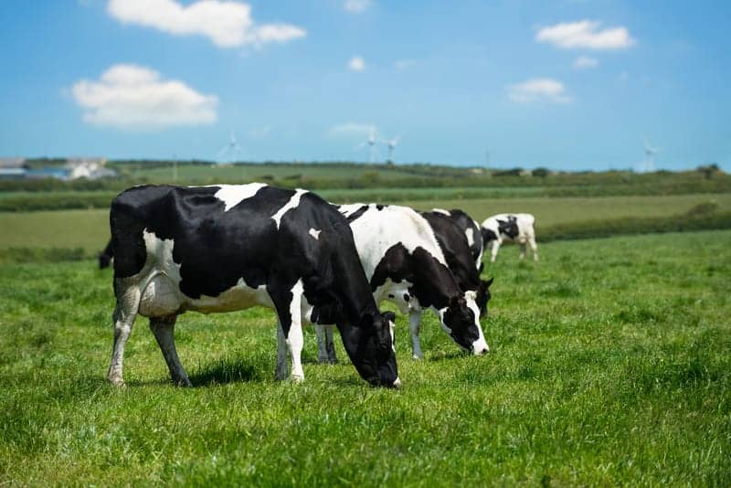 German Company Finds Success in Selling “Night Milk”