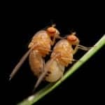 Sleep Deprivation Impairs Mating Success in Flies