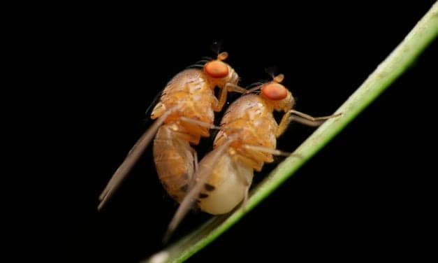Sleep Deprivation Impairs Mating Success in Flies