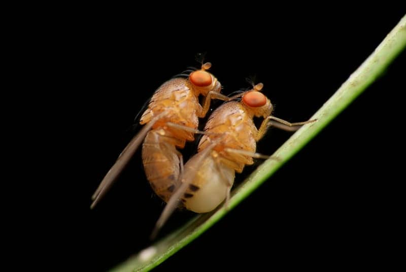 Sleep Deprivation Impairs Mating Success in Flies