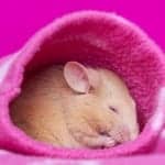 A New Model of Circadian Clock Neurons