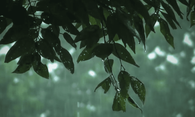 Video: Mindfulness TV Ad Intended to Lull Viewers to Sleep