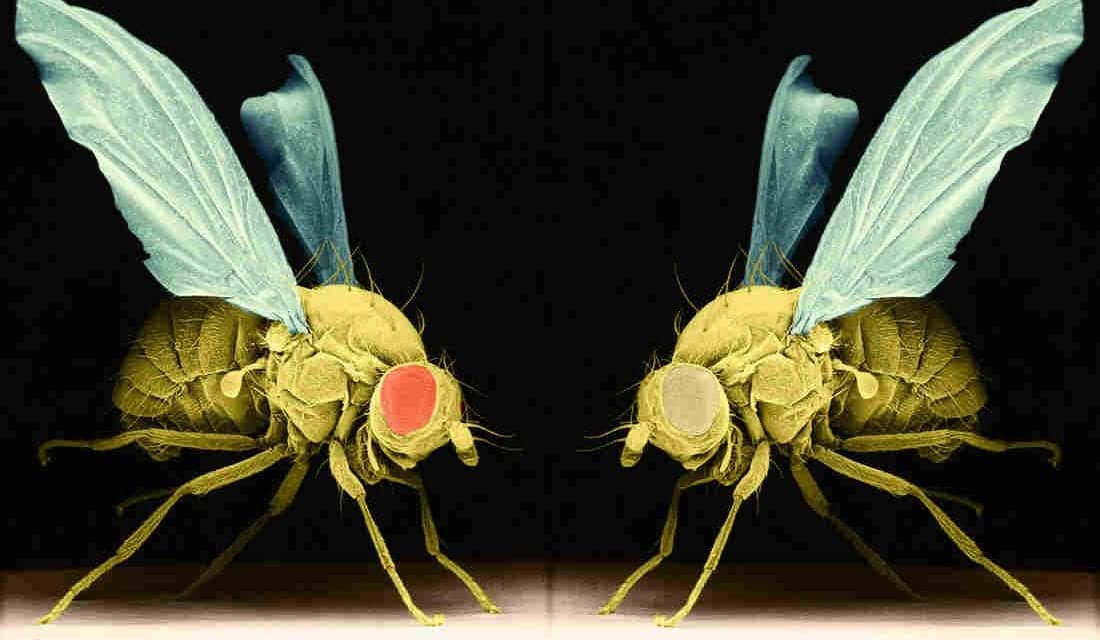 How Research On Sleepless Fruit Flies Could Help Human Insomniacs