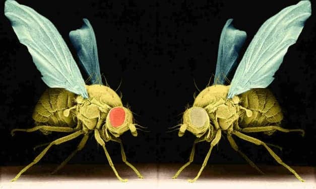 How Research On Sleepless Fruit Flies Could Help Human Insomniacs