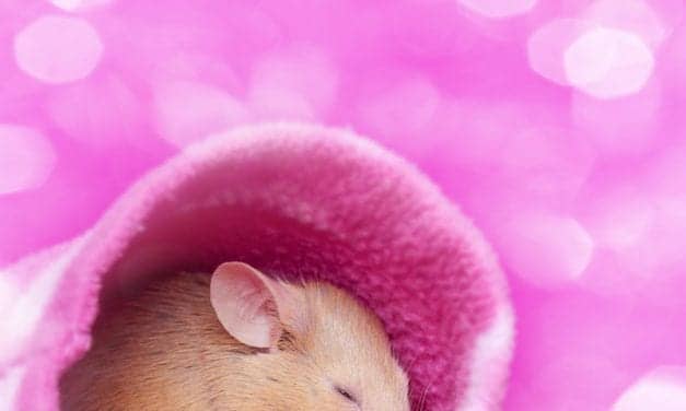 Jet Lag-like Sleep Disruptions Spur Alzheimer’s Memory Loss