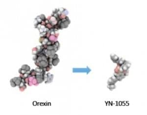 Orexin