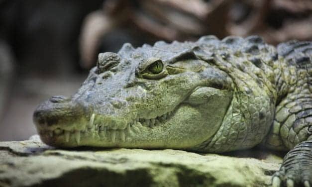 Crocodiles Sleep with One Eye Open