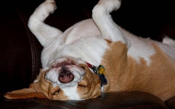 A Study of Sleep in Dogs