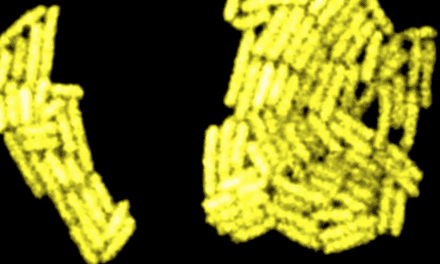 Bacteria Engineered With Synthetic Circadian Clocks