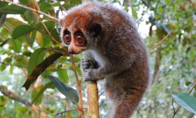 First Hibernating Primate Discovered Outside Of Madagascar