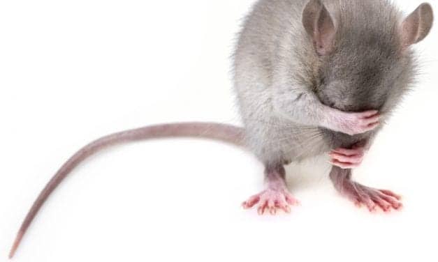 In Mice, Stroke Recovery Improved by Ambien