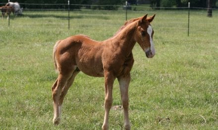 Sleep Apnea Tool Could Help Foals Breathe Better