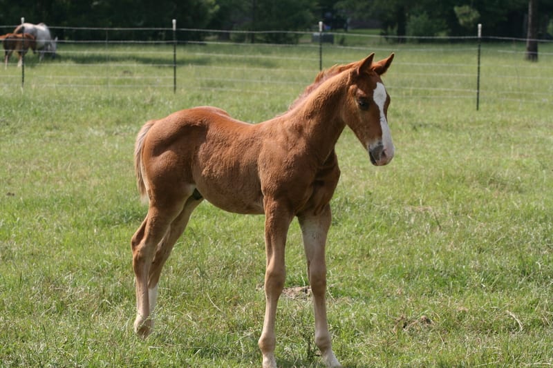 Sleep Apnea Tool Could Help Foals Breathe Better