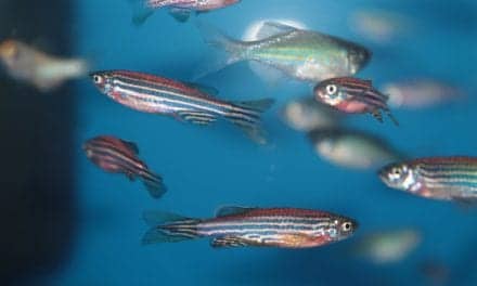 Nmu Stimulates Wakefulness in Zebrafish