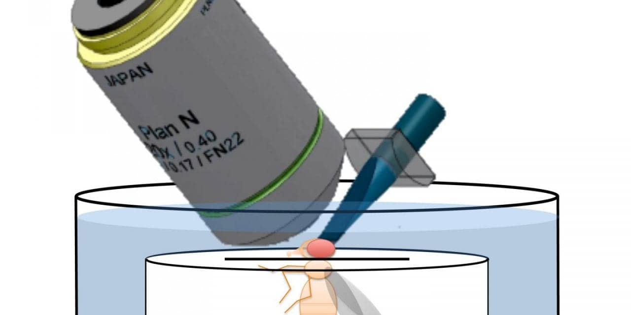 Scanning Drosophila Brains Helps Understanding of Neural Signaling Involved in Some Circadian Behaviors