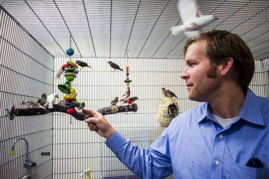 WKU Professor Studies Songbirds and Sleep Patterns