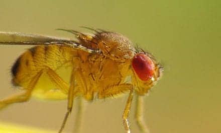 ‘You Are Getting Sleepy,’ Said The Scientist To The Fruit Fly